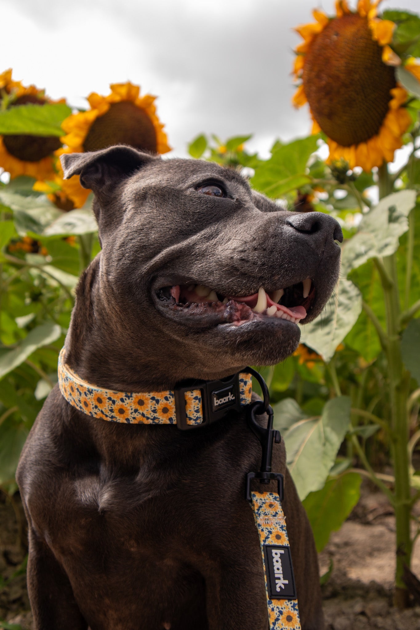 Sunflower Collar Baark