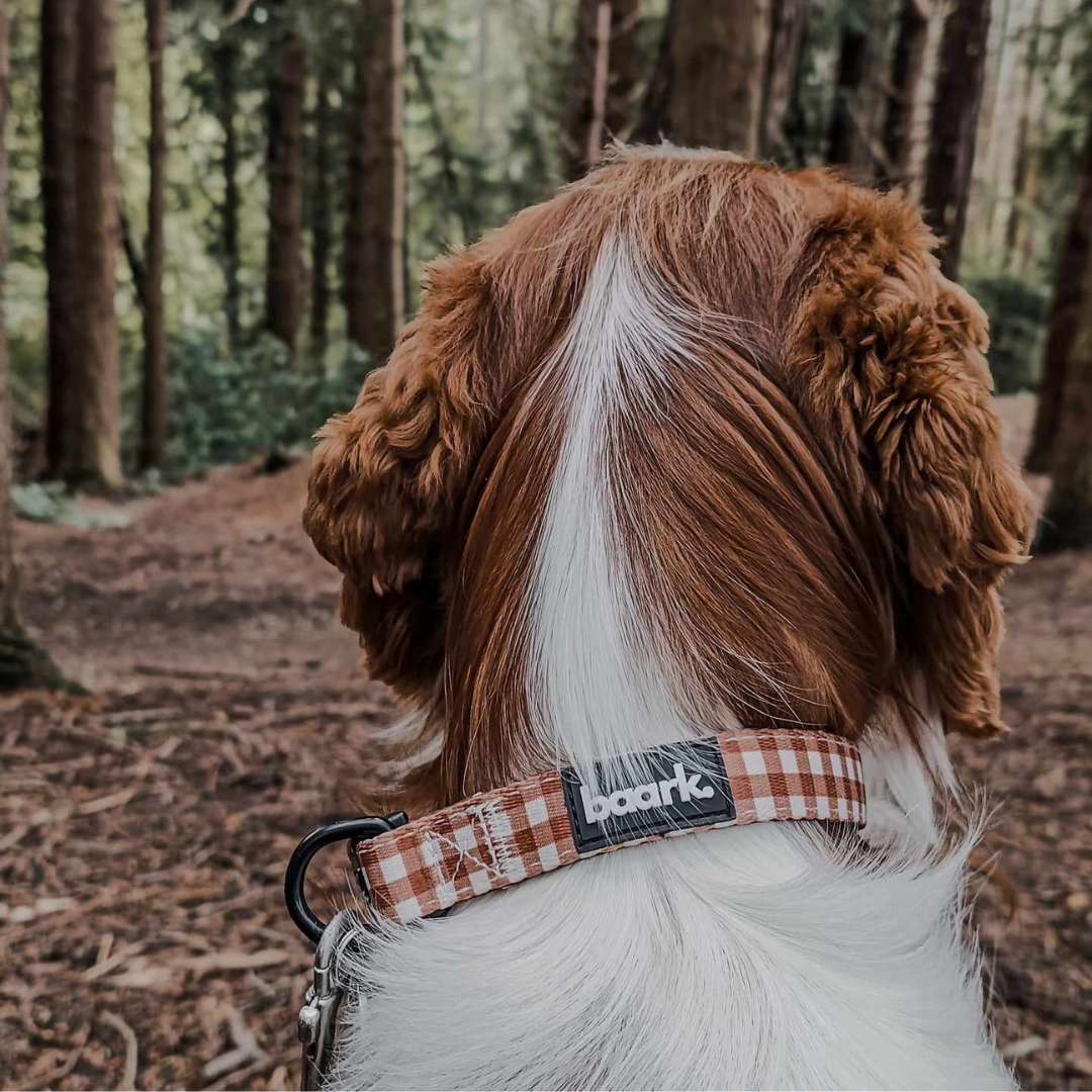 All Collars