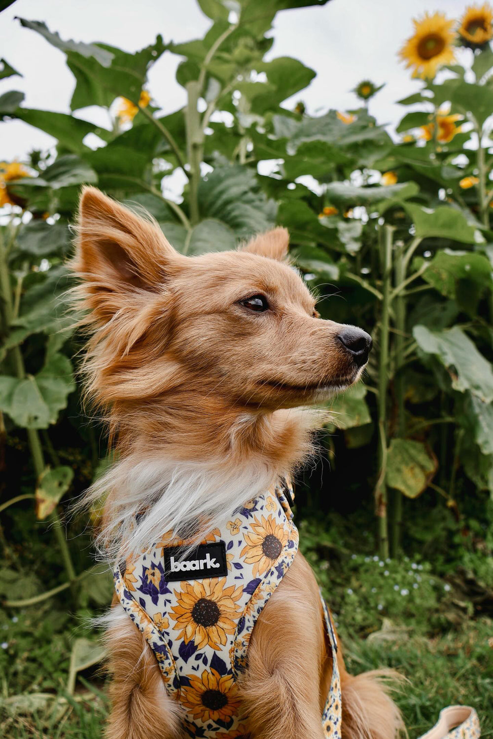 Sunflower Harness