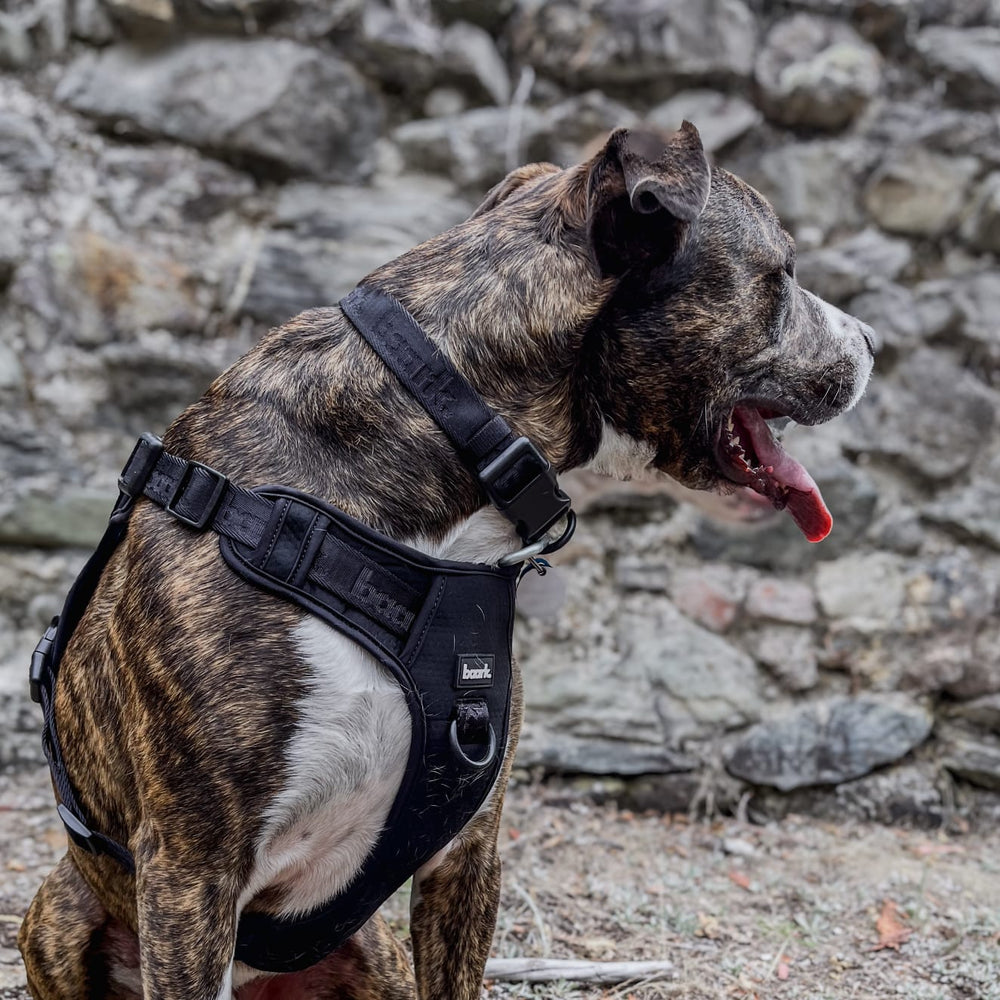 True Impression Collar