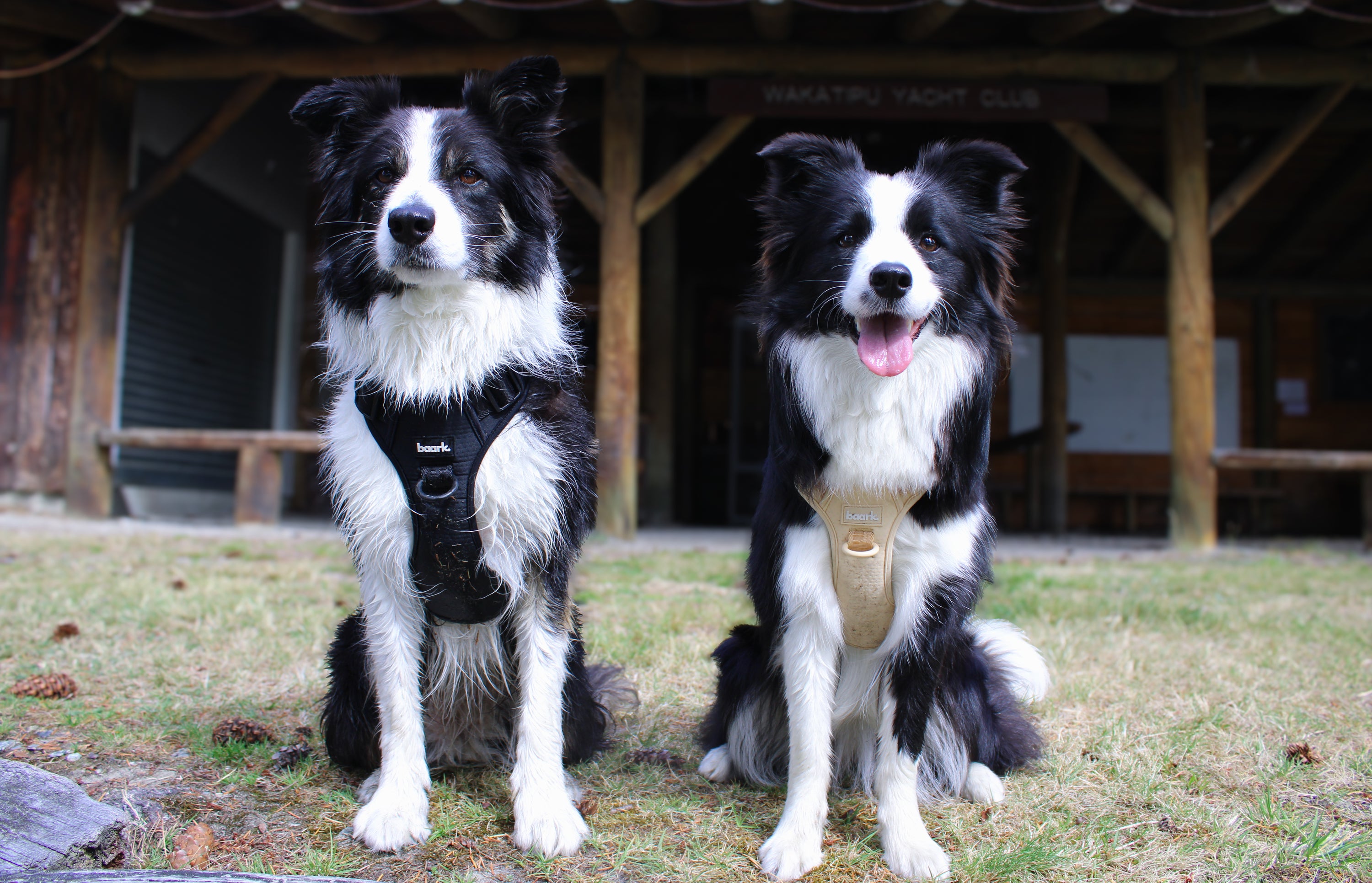 True Impression Harness