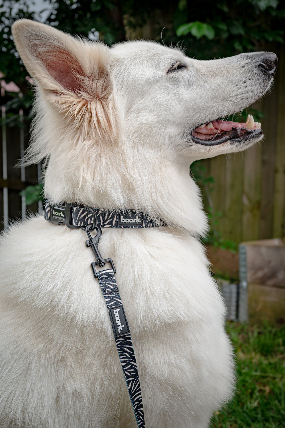 Untamed Collar