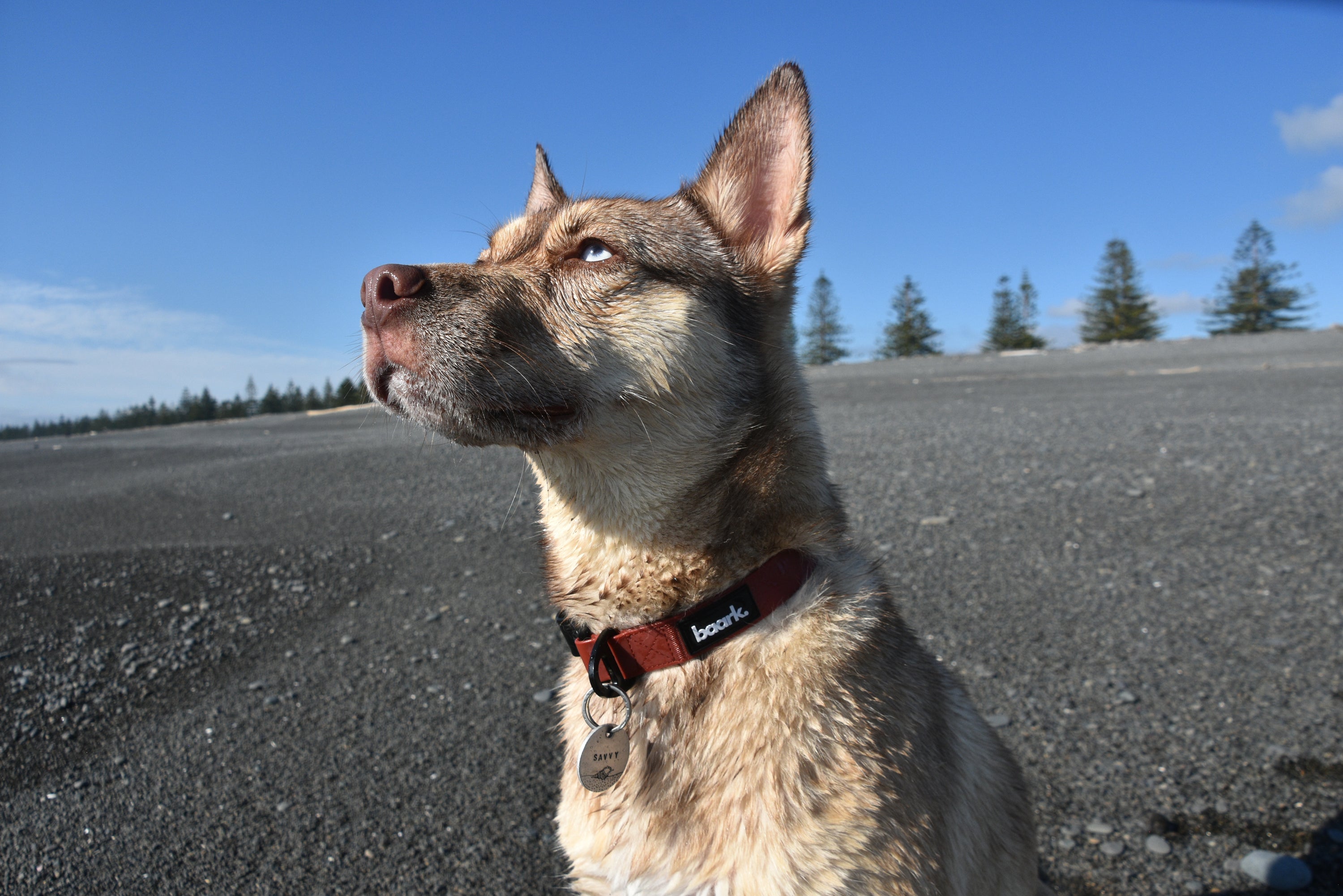 ProControl Waterproof Collar