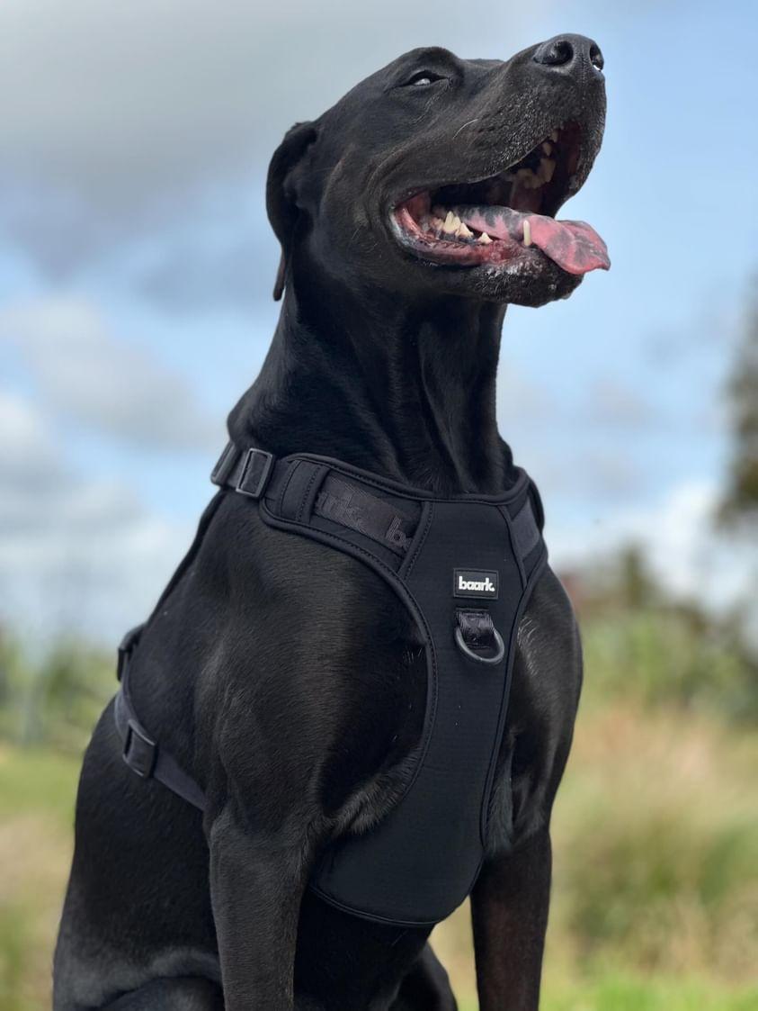 True Impression Harness