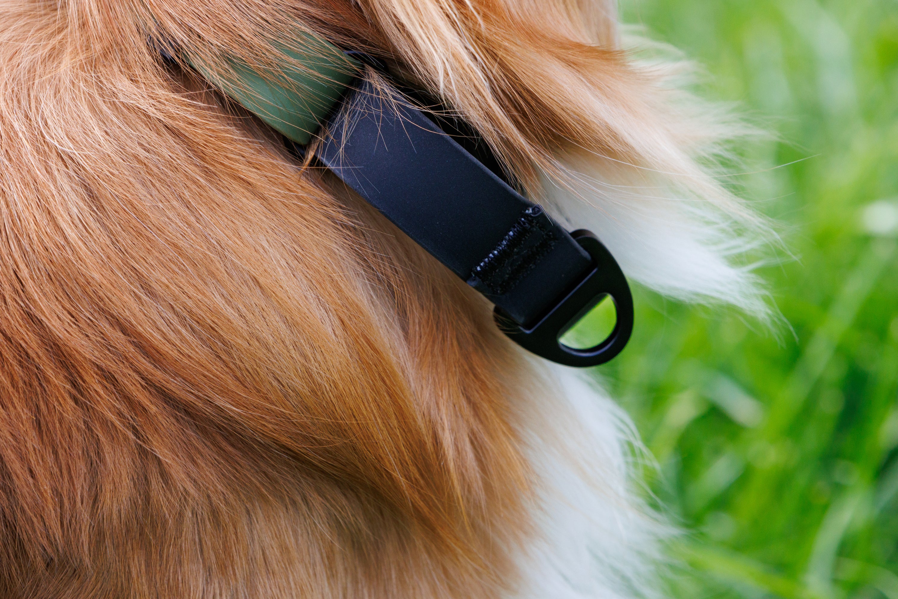 ProControl Waterproof Collar