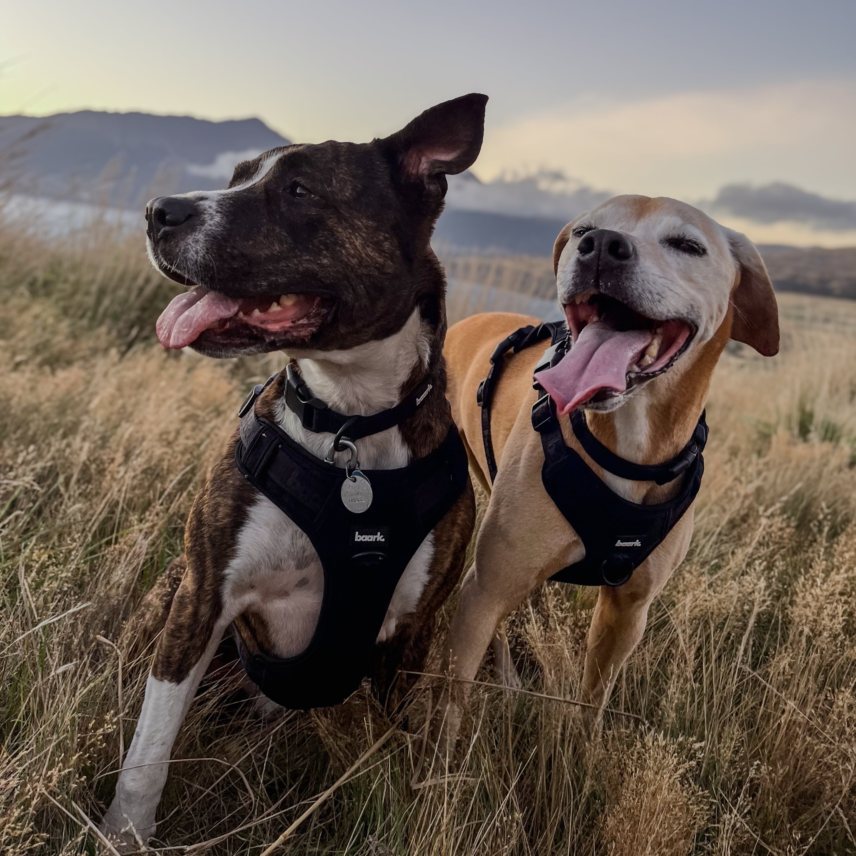 True Impression Harness