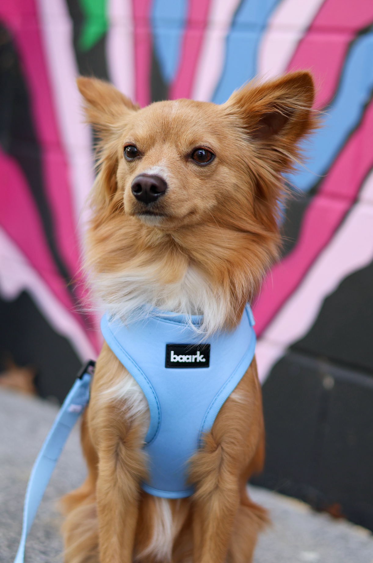 Oasis Harness - FINAL SALE