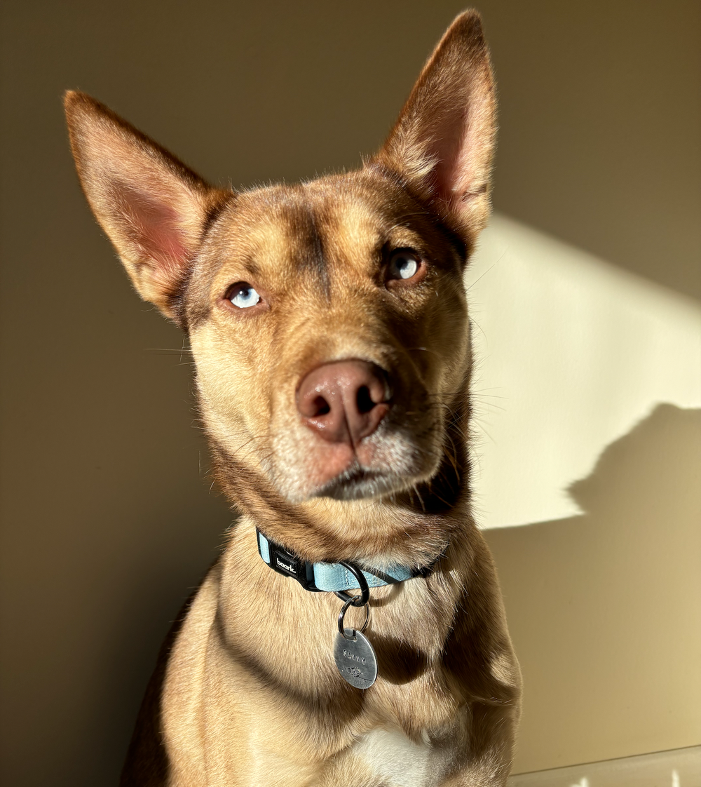 Oasis Collar - FINAL SALE