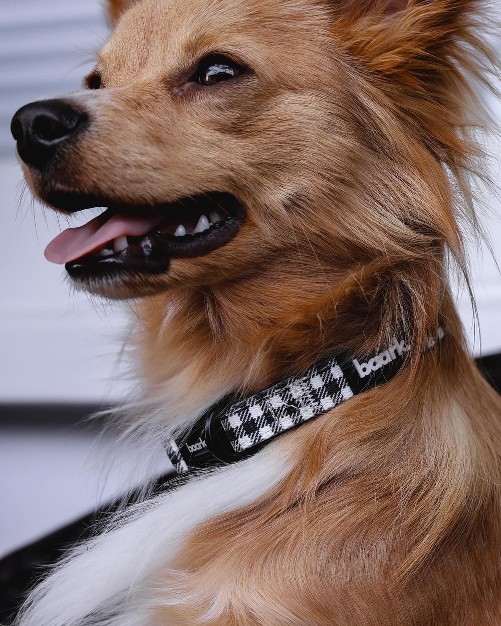 Checkmate Collar